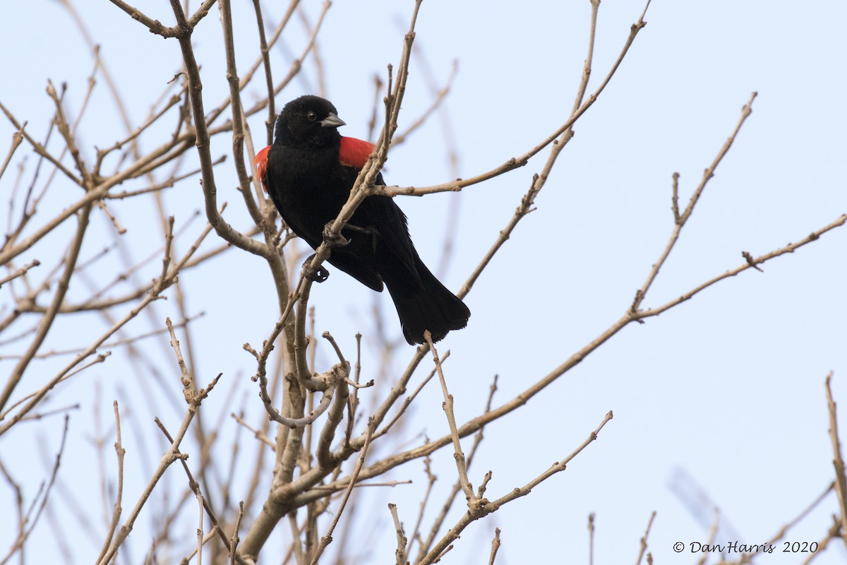 Red-winged Blackbird - ML206530231