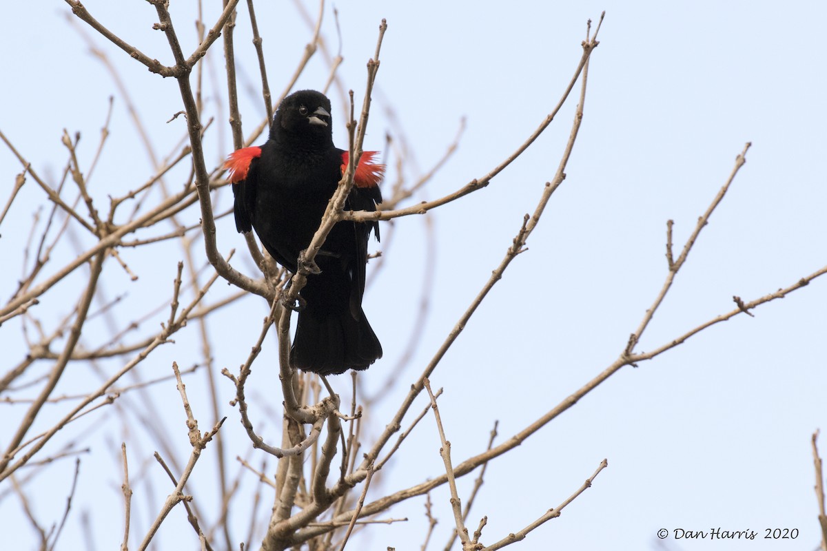 Red-winged Blackbird - Dan Harris