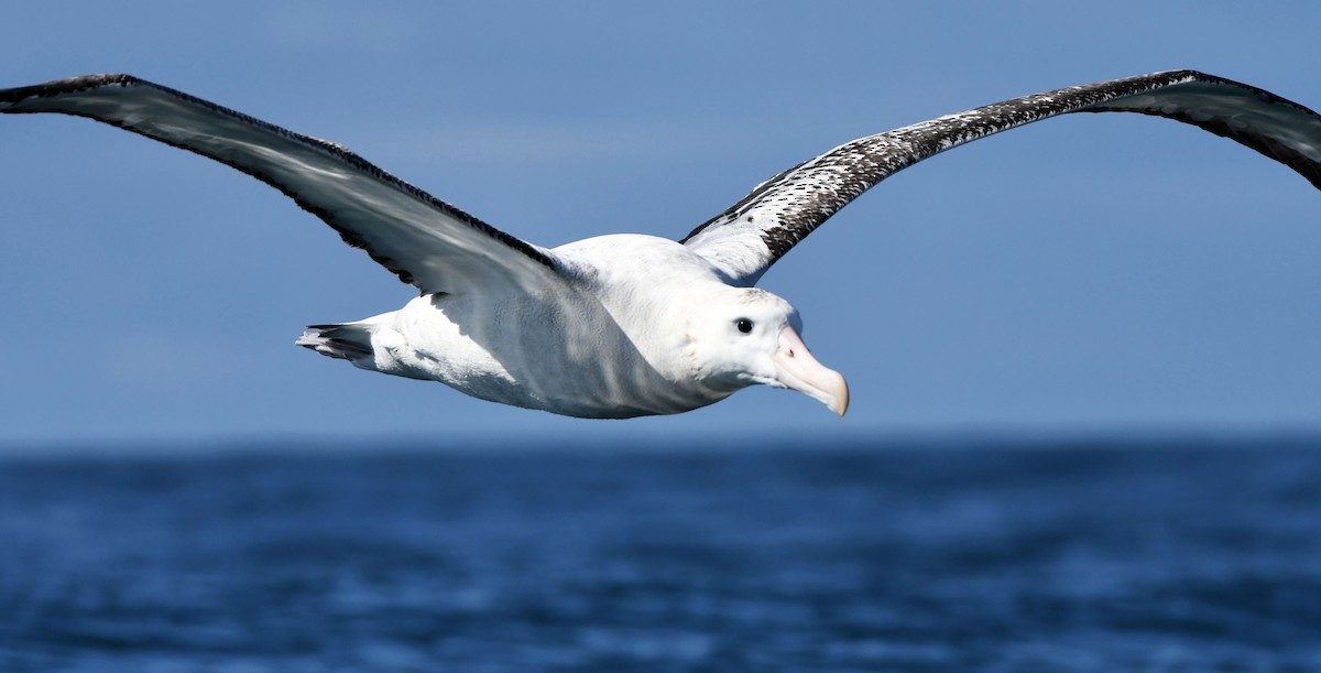 Snowy/Tristan/Antipodean Albatross - Jack  Bushong