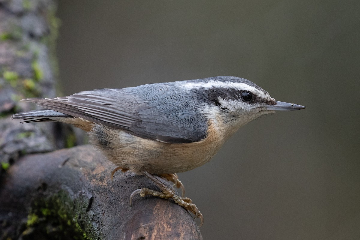 Red-breasted Nuthatch - Blair Dudeck