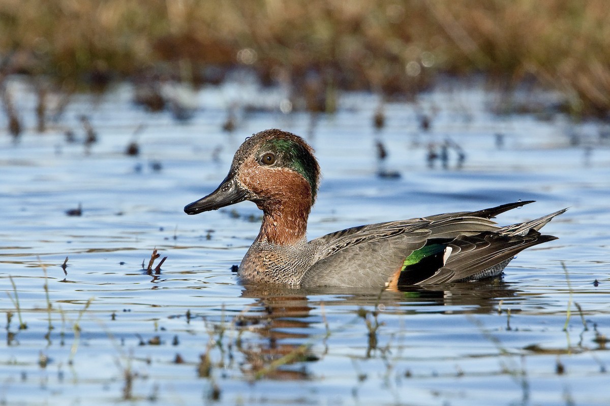 Green-winged Teal - ML206533131