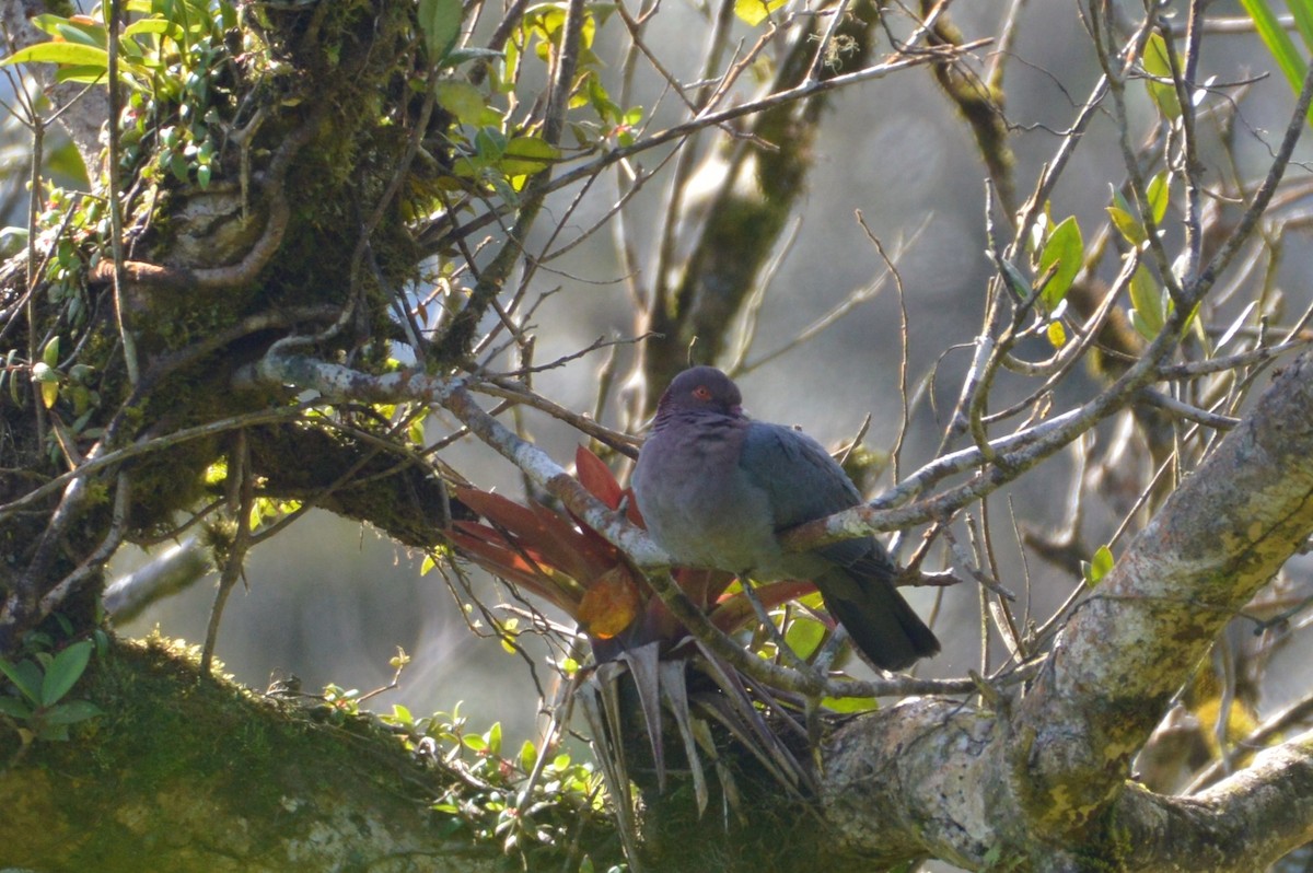 Scaly-naped Pigeon - ML206534241