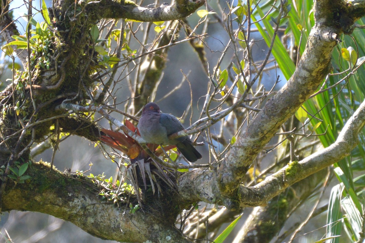 Scaly-naped Pigeon - ML206534251