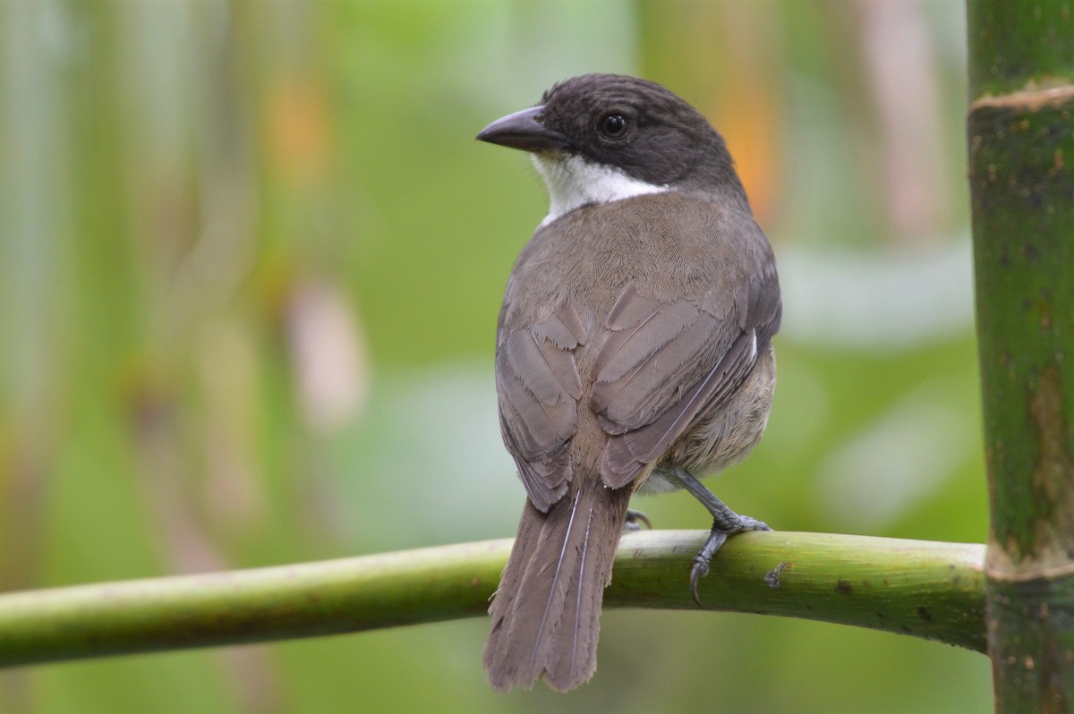 Puerto Rican Tanager - ML206535971