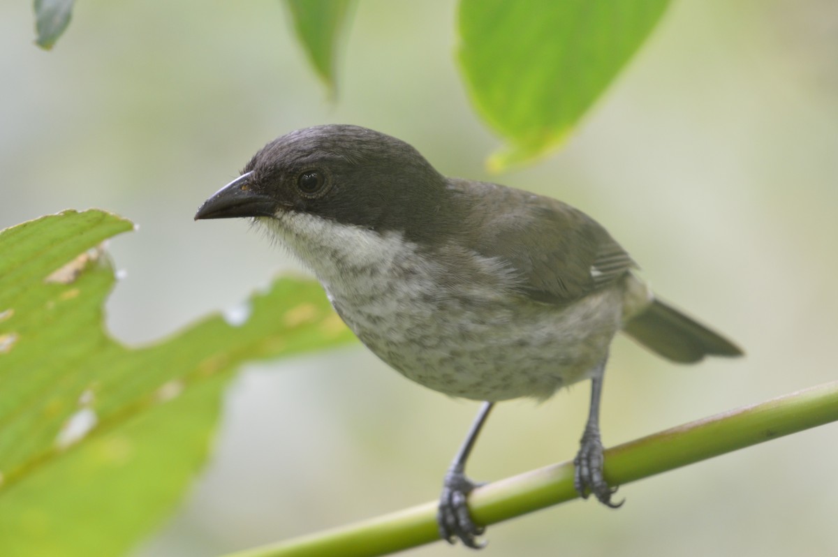 Puerto Rican Tanager - ML206535981