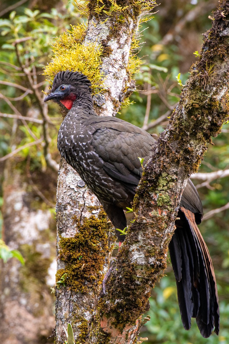 Crested Guan - ML206537191