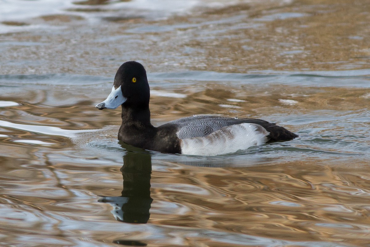 Greater Scaup - Dustin Murray