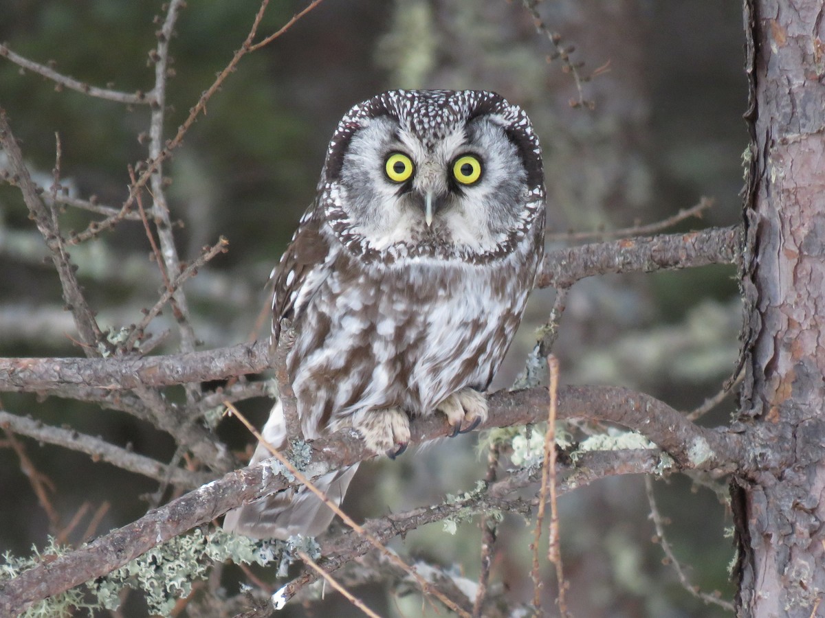 Boreal Owl - Aaron Souder