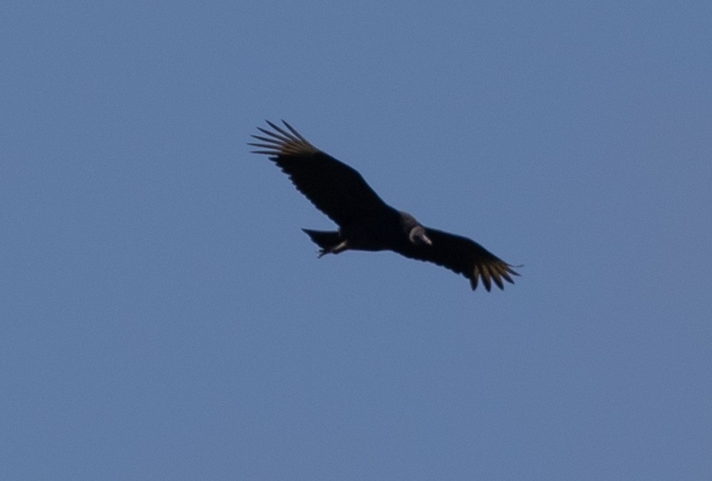 Black Vulture - ML206547331