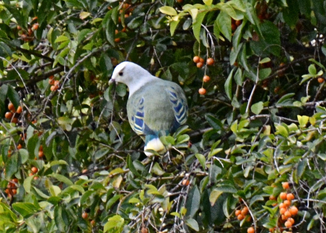 White-capped Fruit-Dove - Gayle Lee