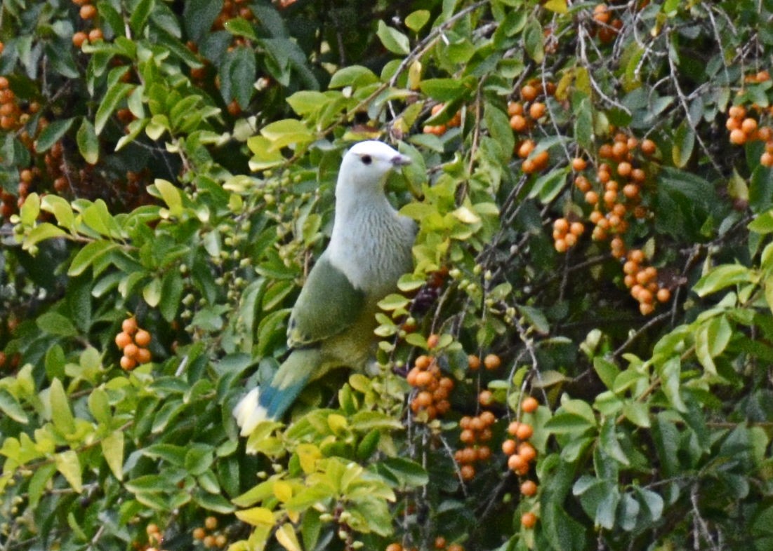 White-capped Fruit-Dove - ML206552961