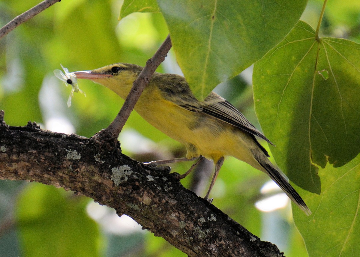 Northern Marquesan Reed Warbler - Gayle Lee