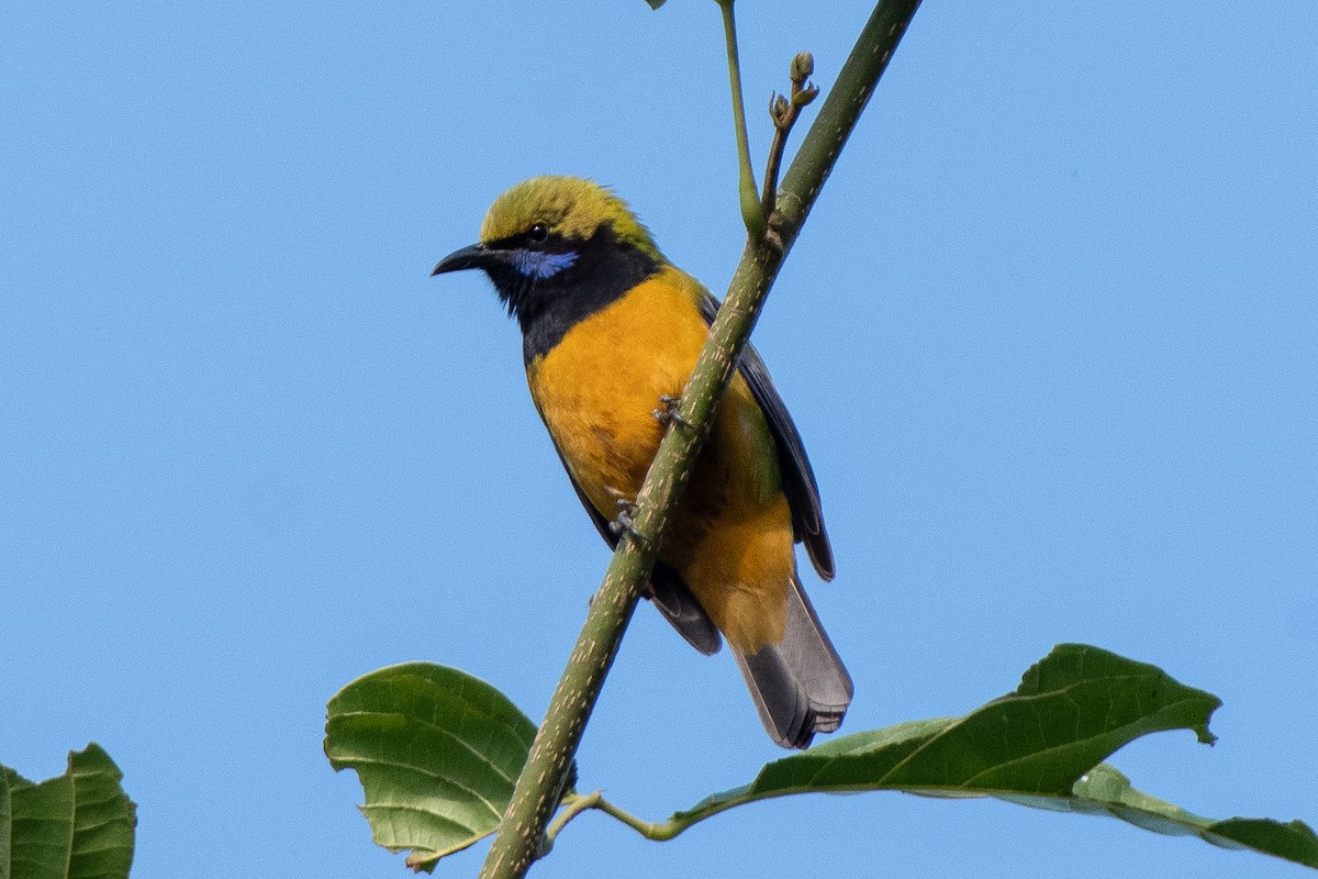 Orange-bellied Leafbird - ML206558401