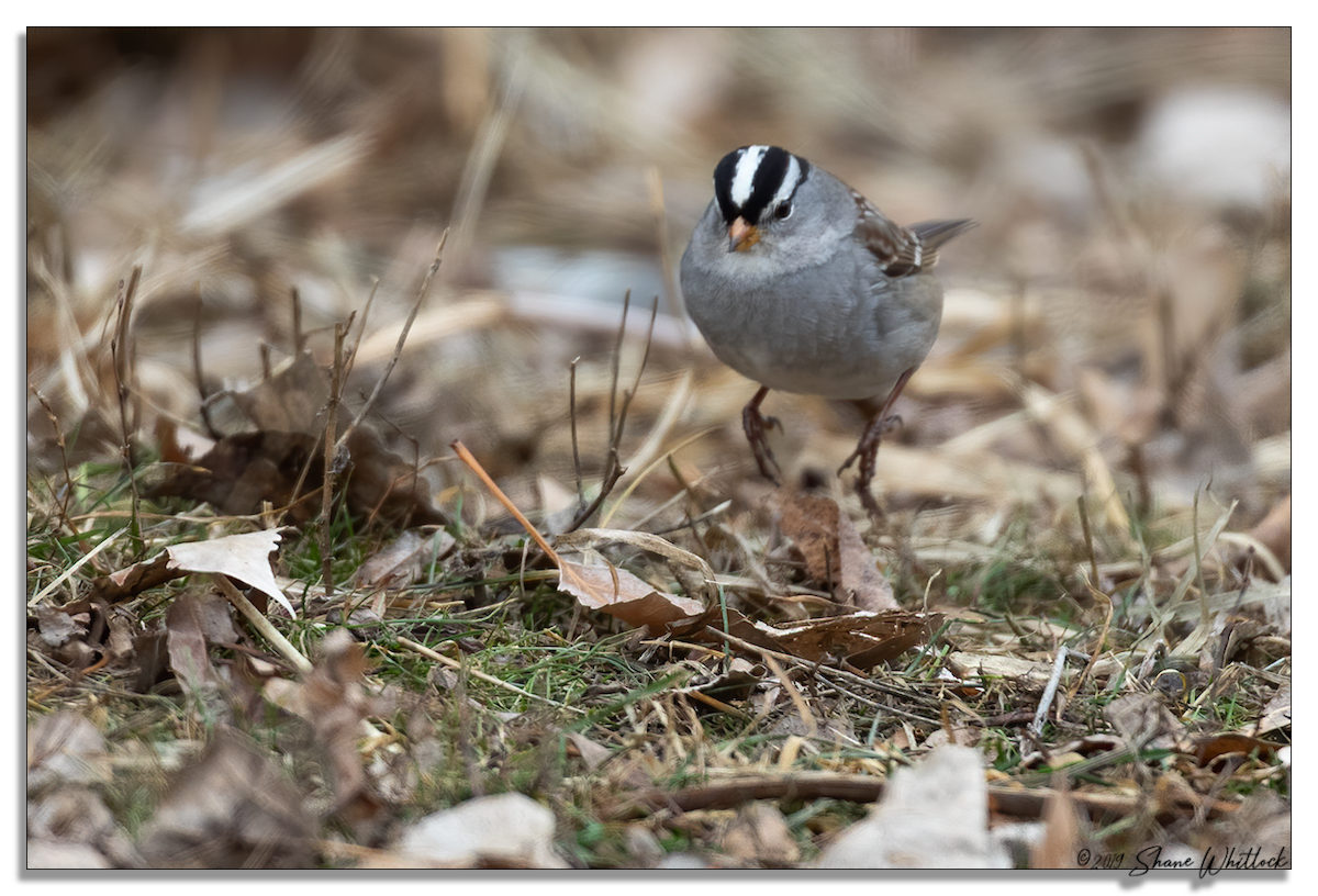 White-crowned Sparrow - ML206559721