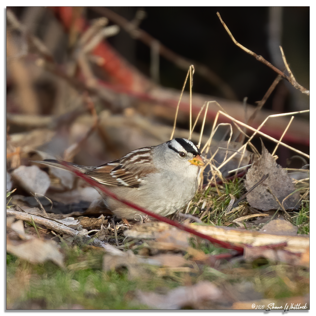 White-crowned Sparrow - ML206559731