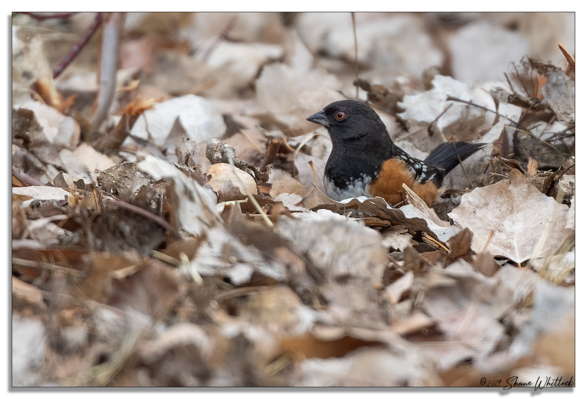 Spotted Towhee - ML206560391
