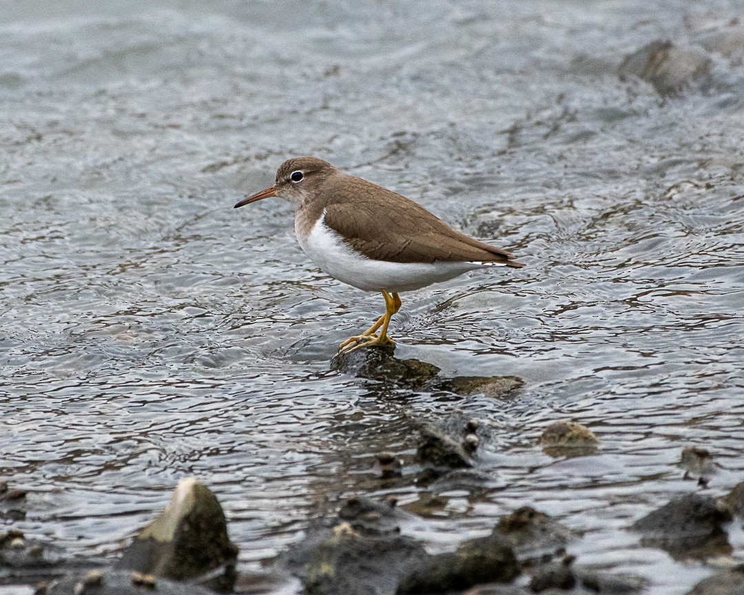Spotted Sandpiper - Ted  Goris