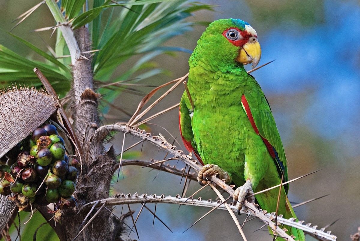 White-fronted Parrot - ML206561551