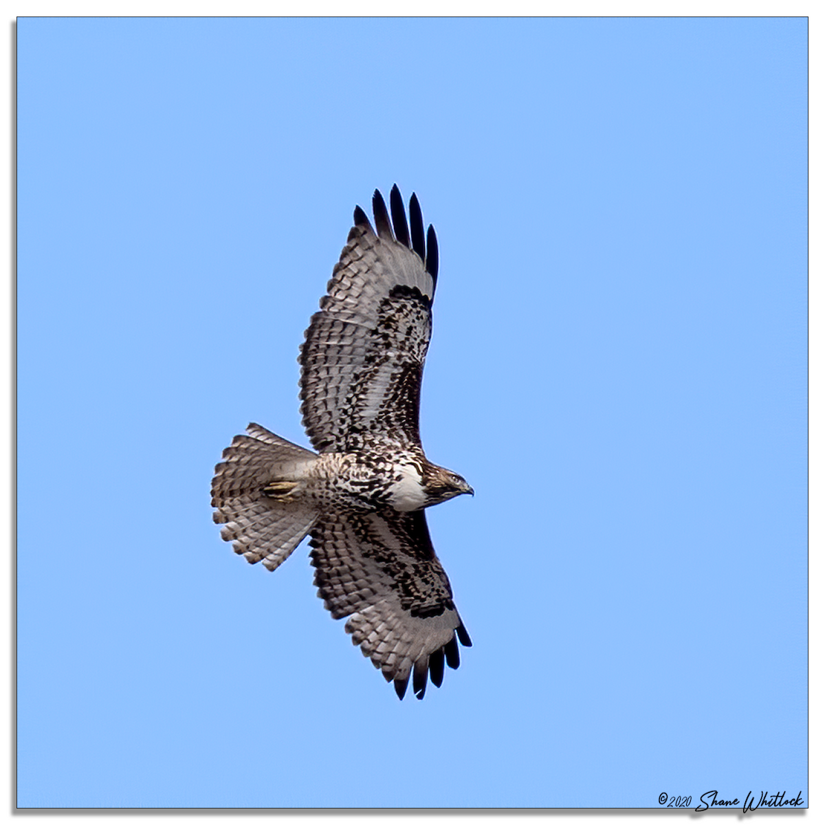 Red-tailed Hawk - ML206563631