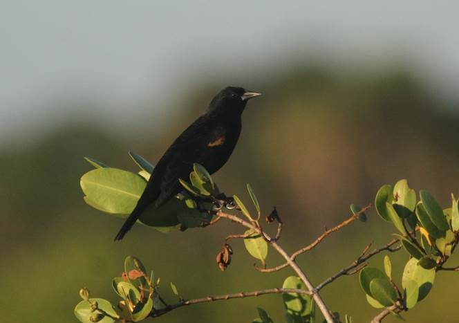 Red-winged Blackbird - Paul Marvin