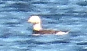 Long-tailed Duck - ML20656761
