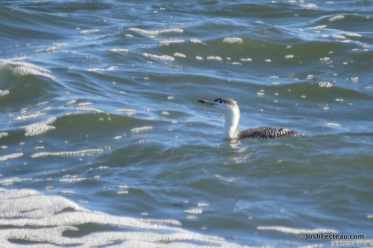 Red-throated Loon - ML20656911