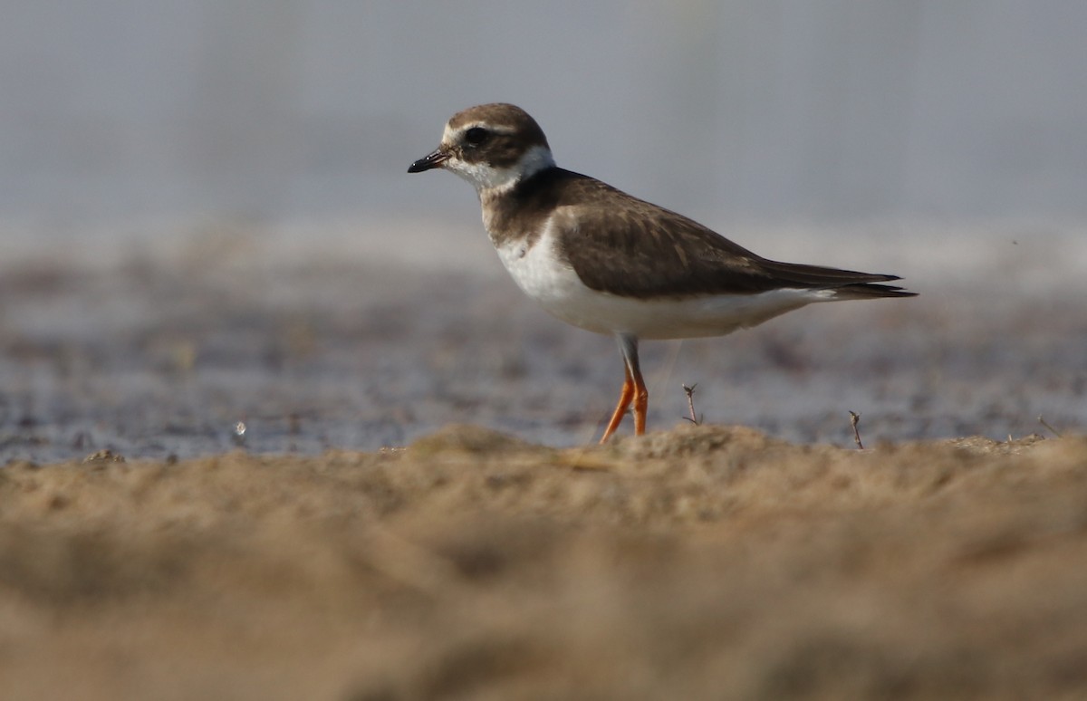 Common Ringed Plover - Bhaarat Vyas