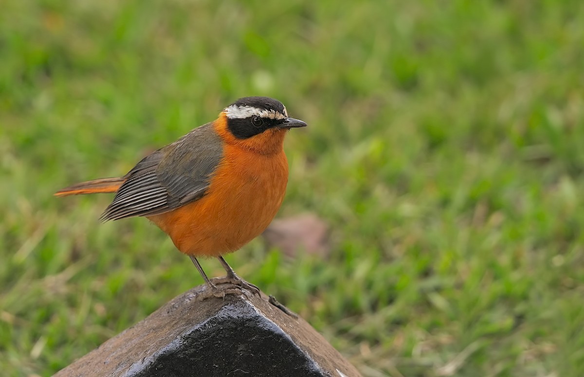 White-browed Robin-Chat - ML206578221