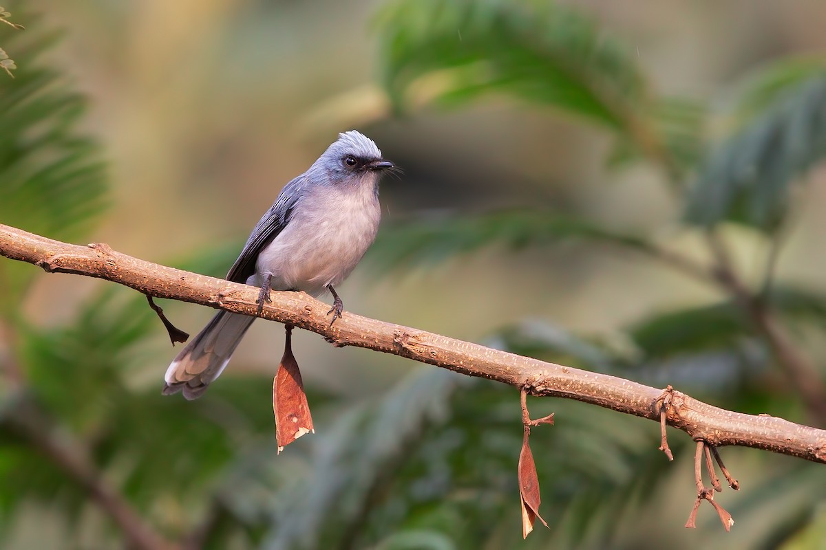 White-tailed Blue Flycatcher - Marco Valentini