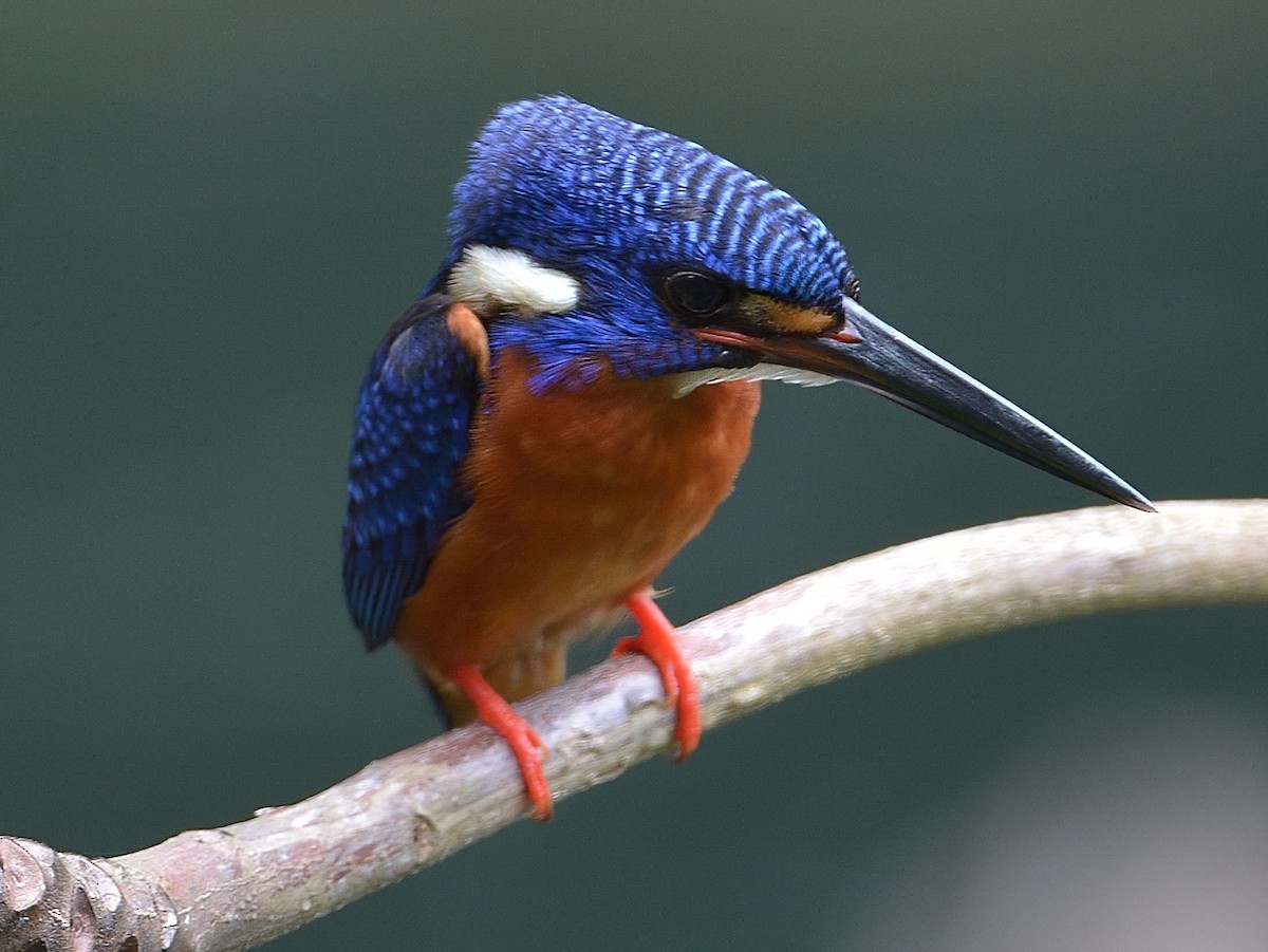 Blue-eared Kingfisher - ML206581401