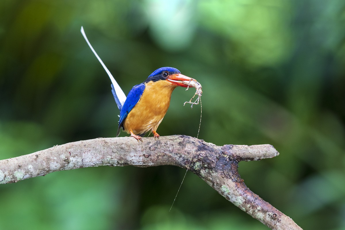 Buff-breasted Paradise-Kingfisher - ML206583111