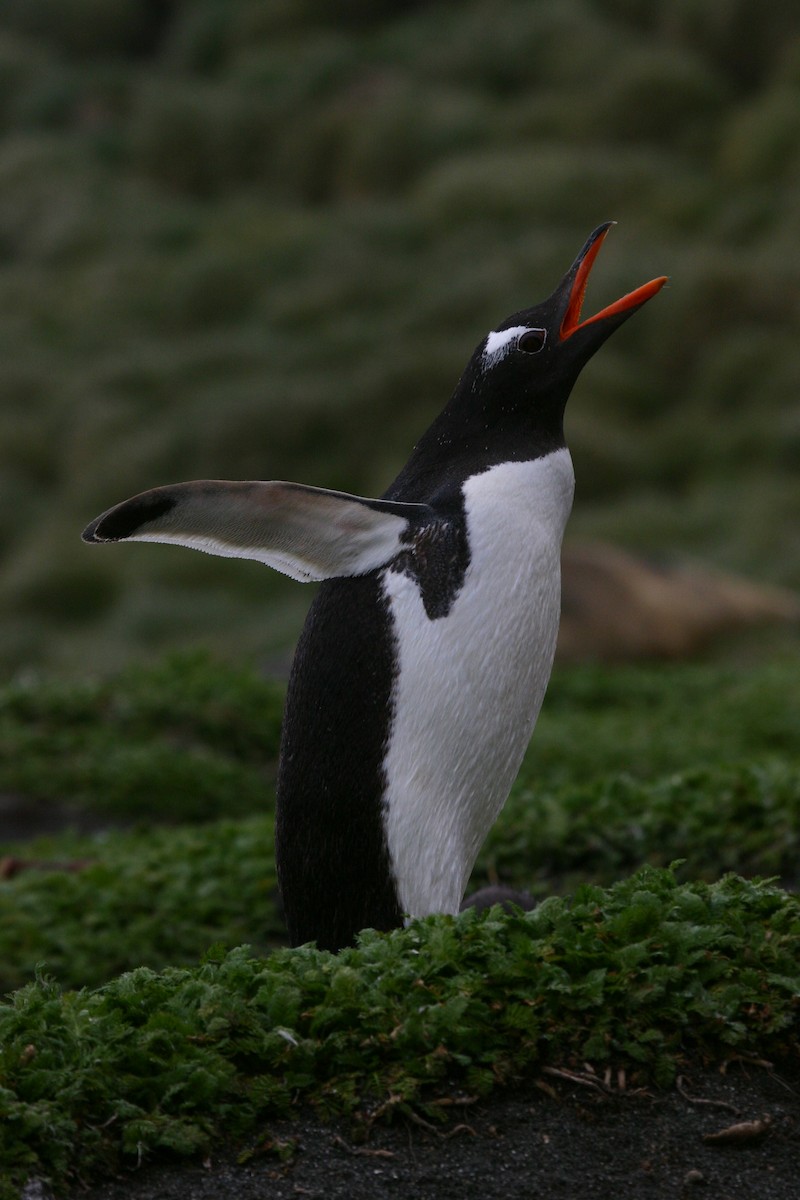Gentoo Penguin - Richard Fuller