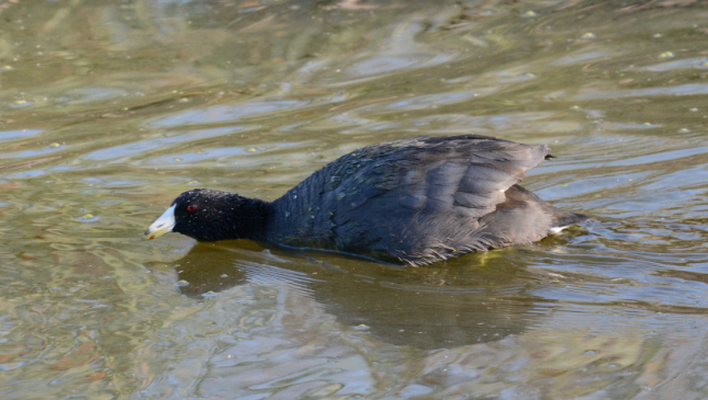 American Coot (Red-shielded) - ML20658351