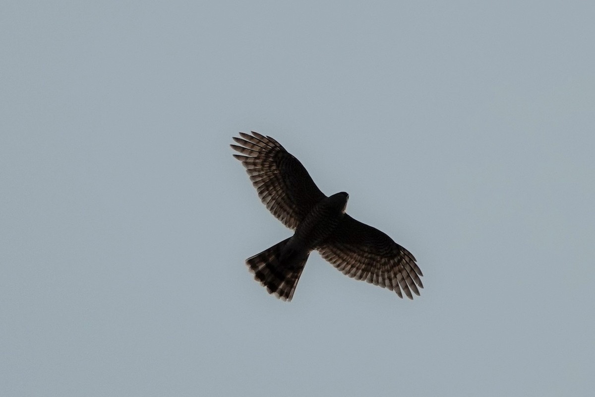 Eurasian Sparrowhawk - Cho Byungbeom