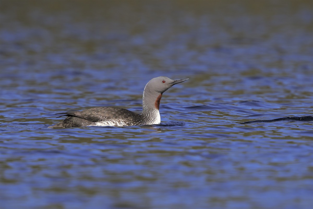 Red-throated Loon - ML206588311