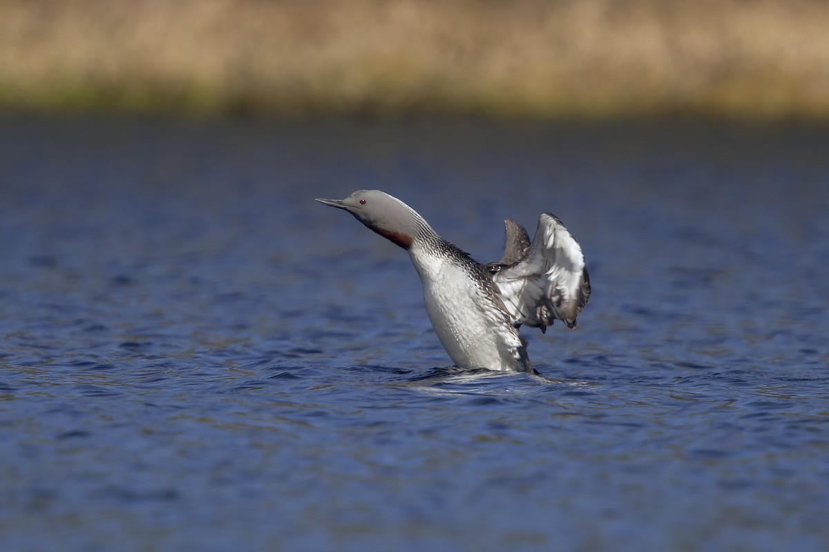 Red-throated Loon - ML206588321