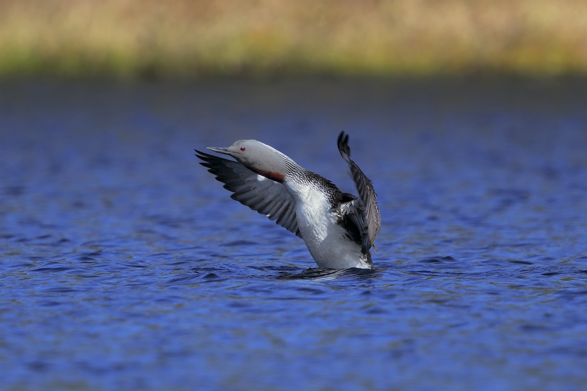 Red-throated Loon - Marco Valentini