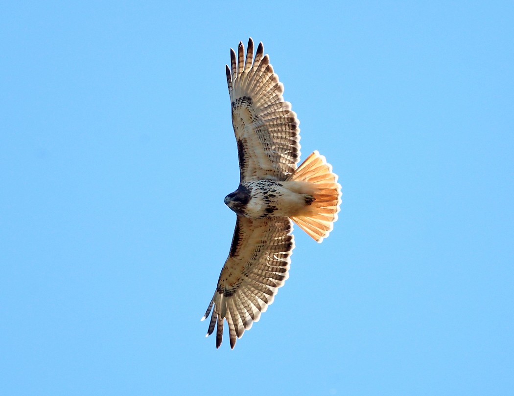 Red-tailed Hawk - ML20658851