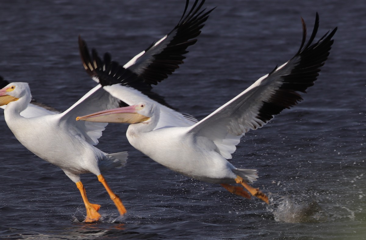 American White Pelican - Gary Leavens