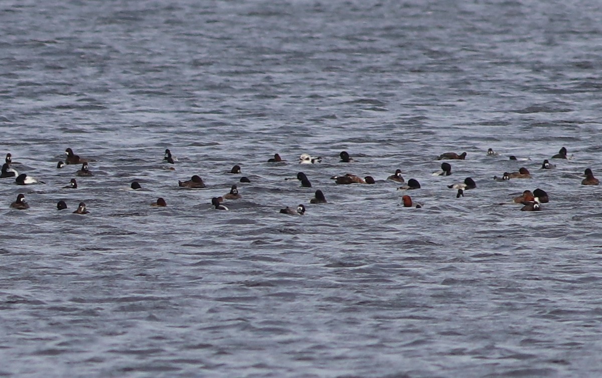 Long-tailed Duck - Gary Leavens