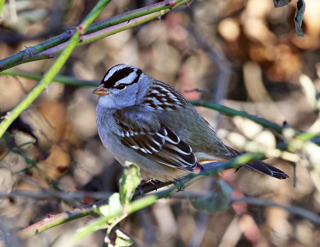 White-crowned Sparrow - ML20659031
