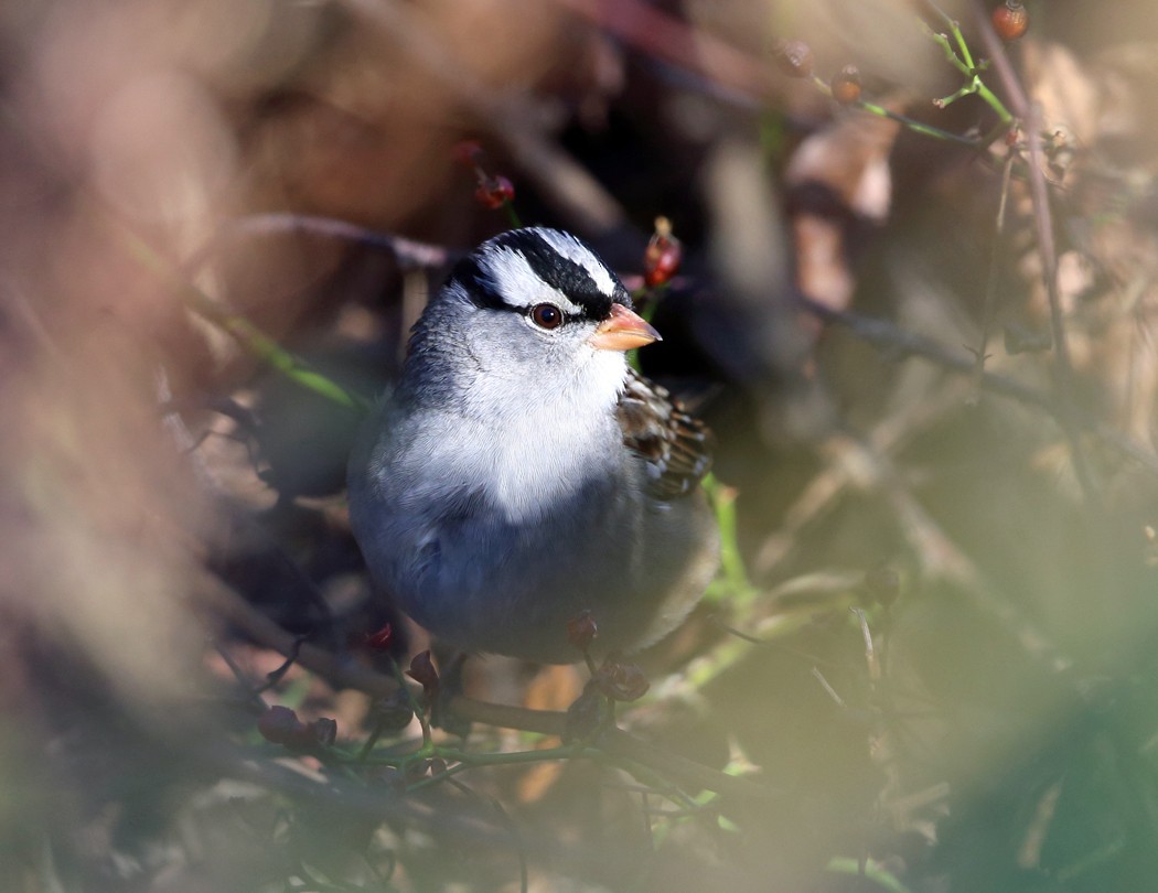 White-crowned Sparrow - ML20659041