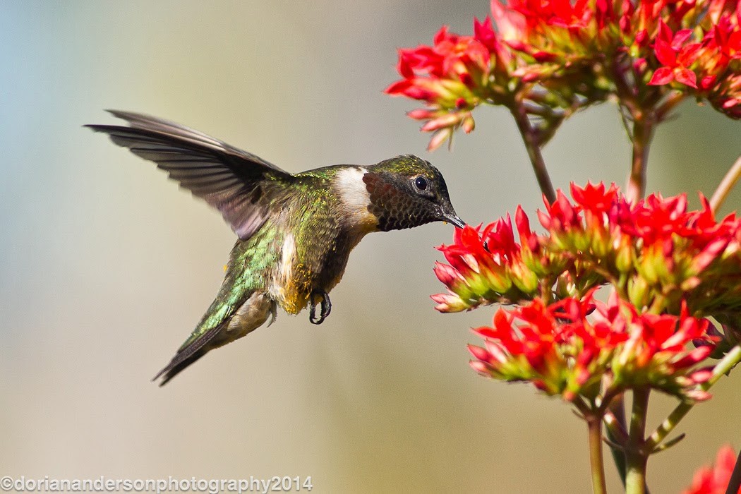 Ruby-throated Hummingbird - Dorian Anderson