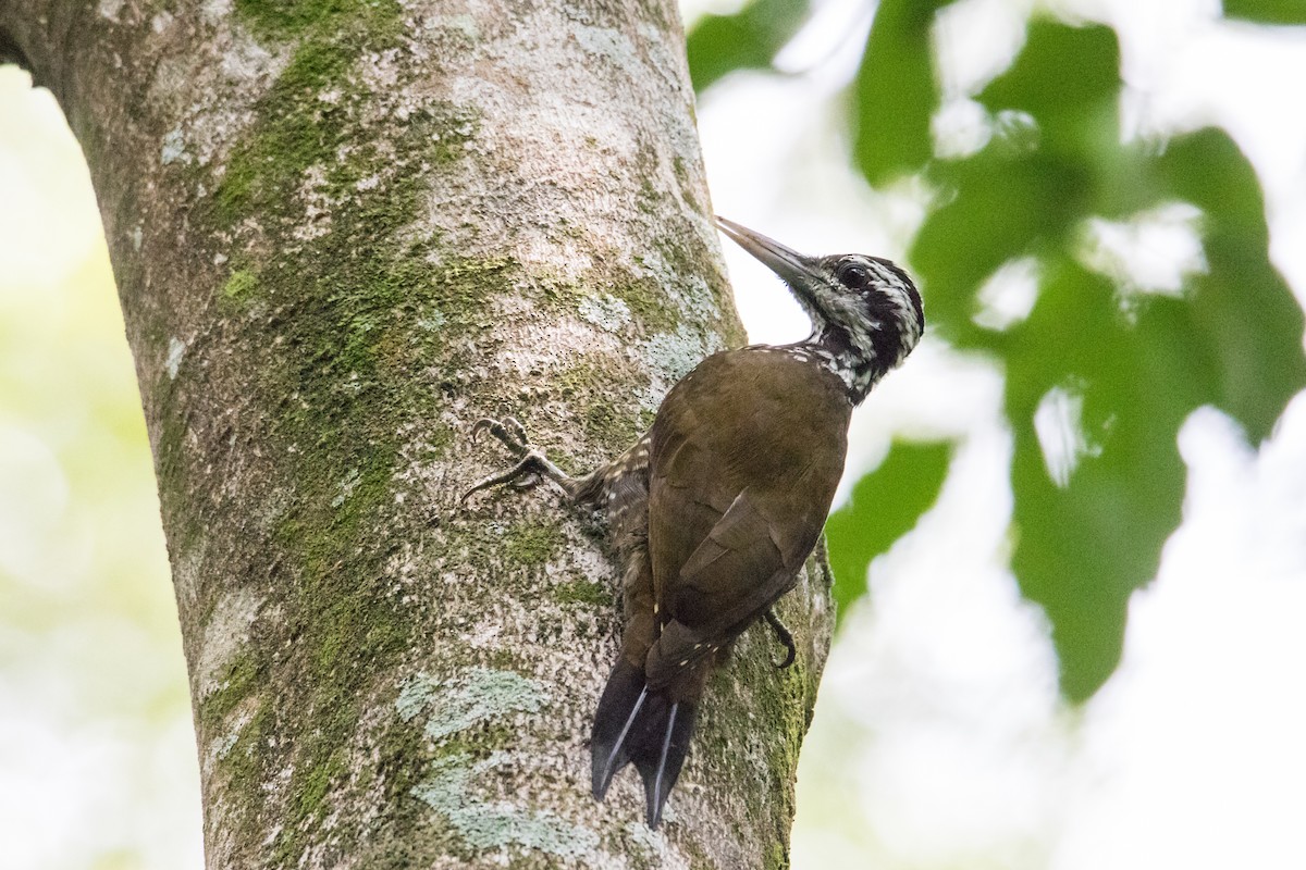 Golden-crowned Woodpecker - Peter  Steward