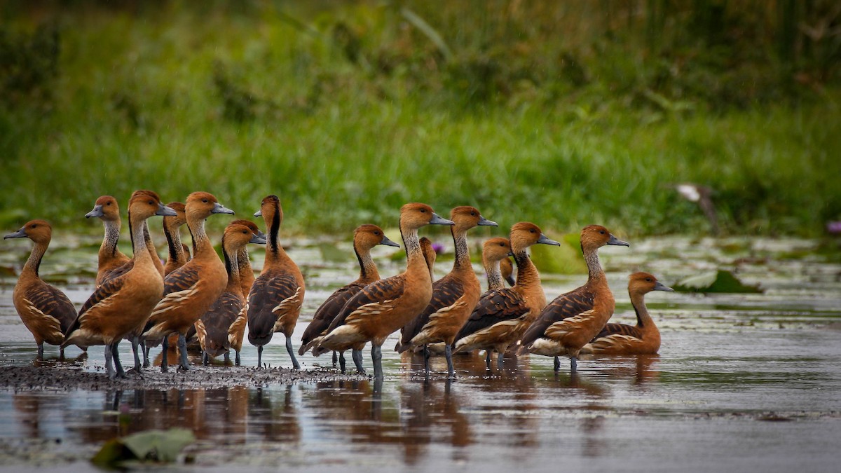 Fulvous Whistling-Duck - Michael Riffel