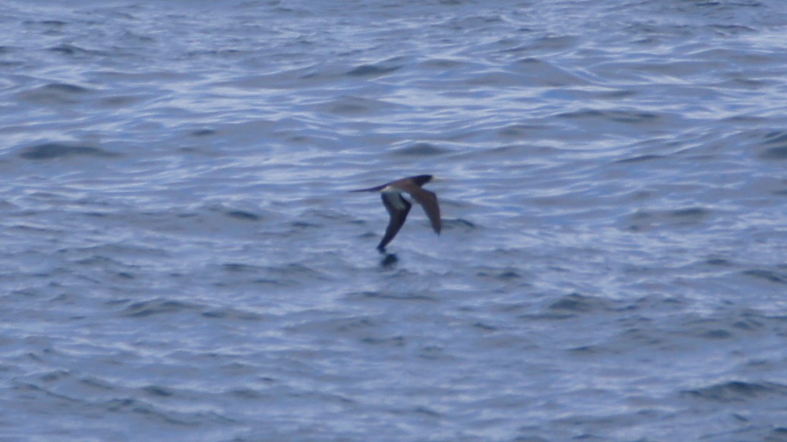 Brown Booby (Forster's) - ML206596291