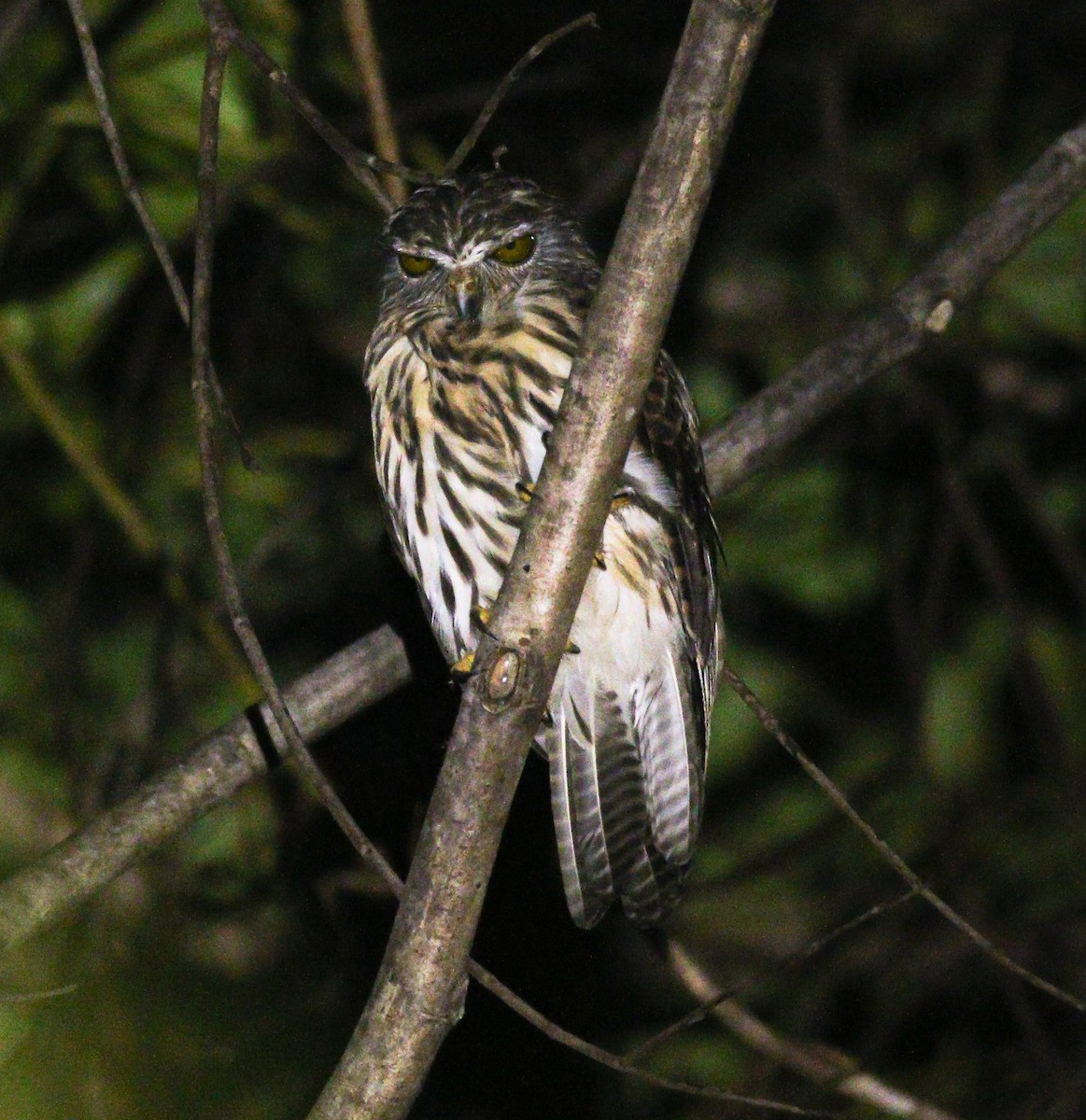 Papuan Owl - Wilbur Goh