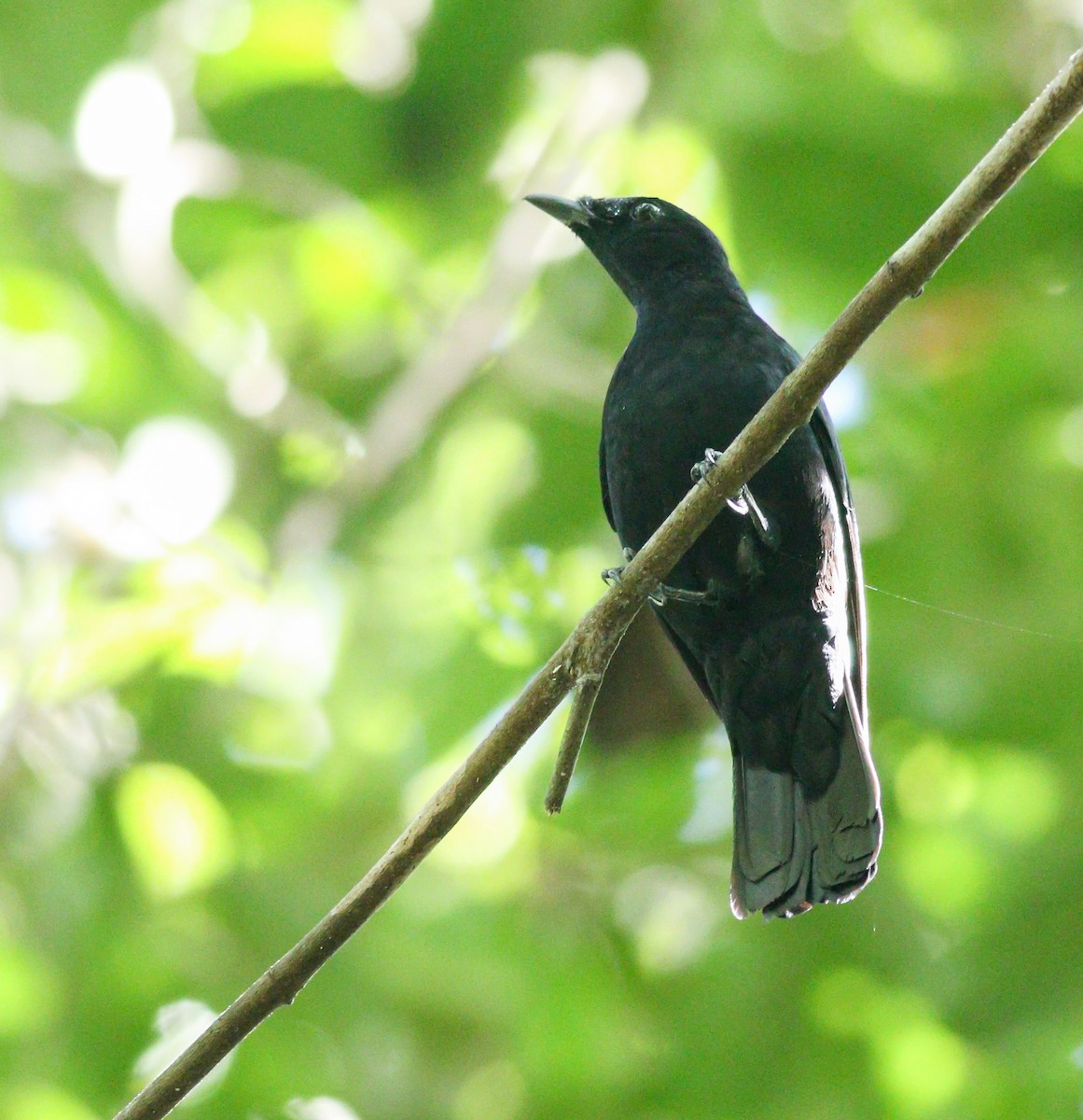 Black Cicadabird - Wilbur Goh
