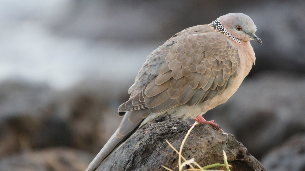 Spotted Dove - ML206596581