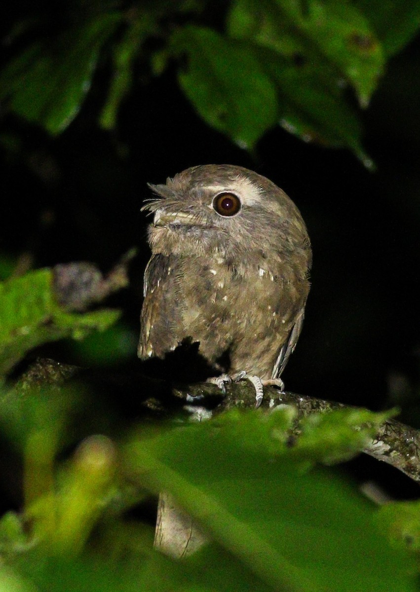 Marbled Frogmouth - ML206596621